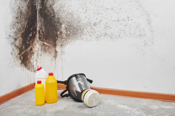 Best Residential Mold Removal  in Virginia, MN