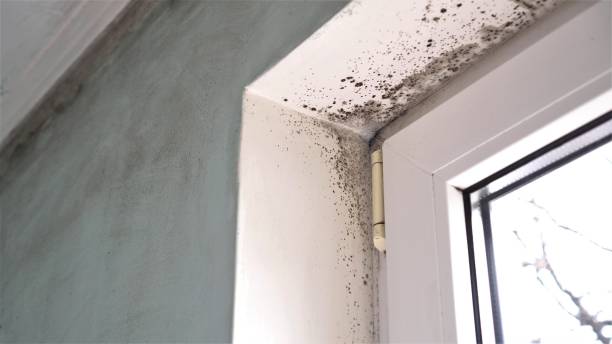 Best Black Mold Removal  in Virginia, MN