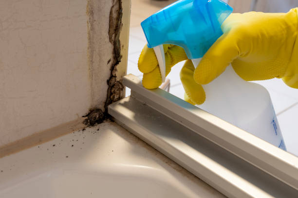 Best Mold Removal Specialists  in Virginia, MN