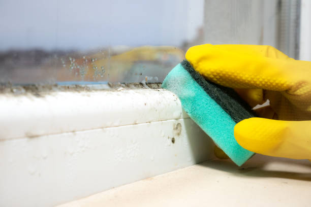 Best Attic Mold Removal  in Virginia, MN