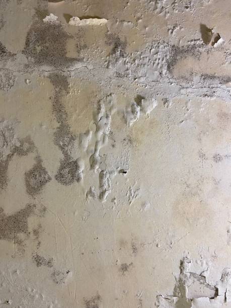 Crawl Space Mold Removal in Virginia, MN