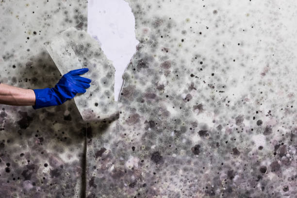 Best Crawl Space Mold Removal  in Virginia, MN